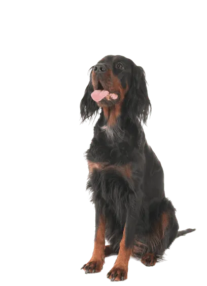 Gordon Setter (2)