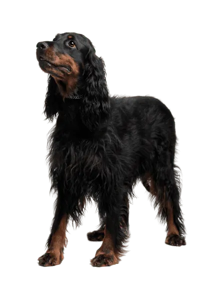 Gordon Setter (4)