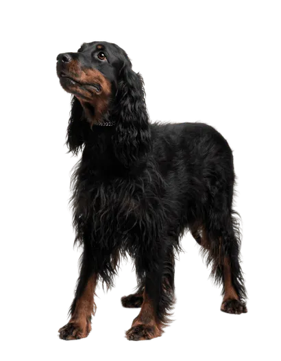 Gordon Setter (4)