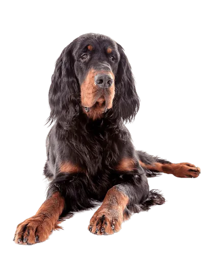 Gordon Setter (3)