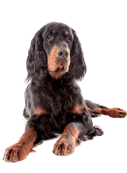 Gordon Setter (3)