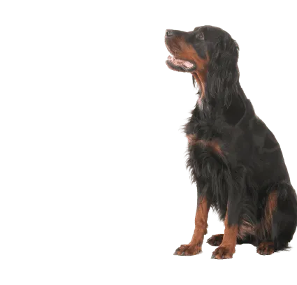 Gordon Setter (1)