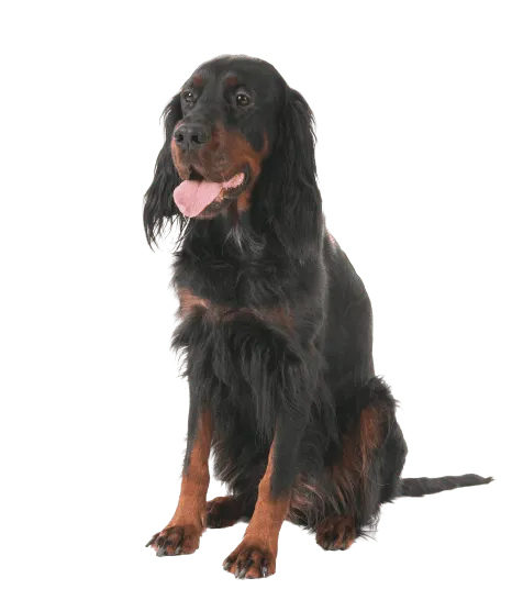Gordon Setter Bild