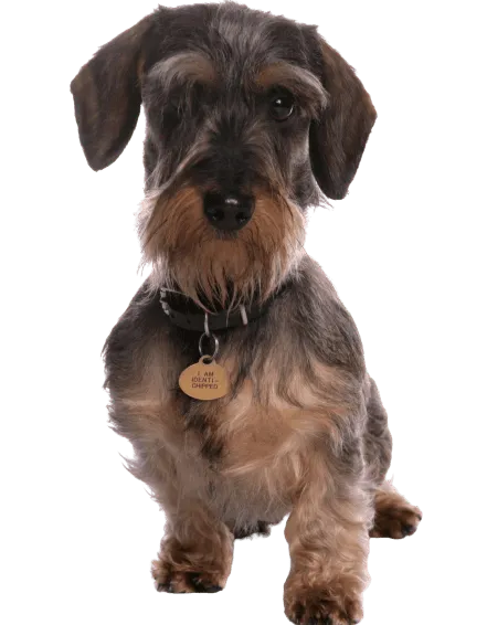 Grand Basset Griffon Vendéen Bild