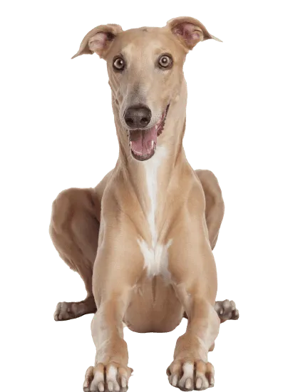 Bild für Greyhound