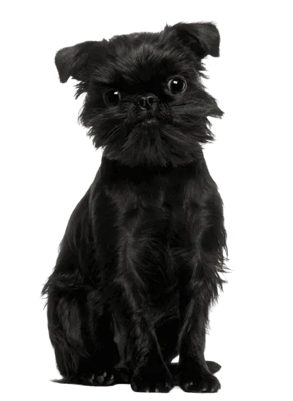 Griffon Belge Bild