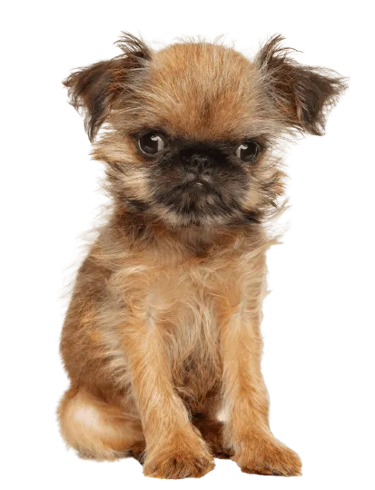 Griffon Bruxellois