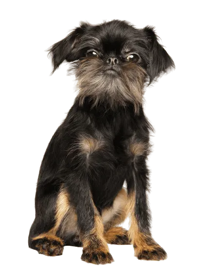 Griffon Bruxellois