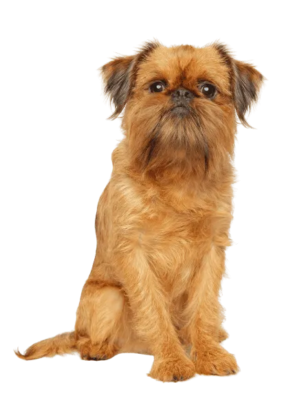 Griffon Bruxellois