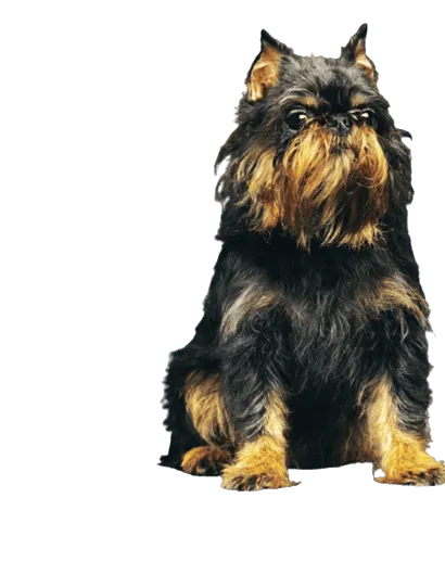 Griffon Bruxellois
