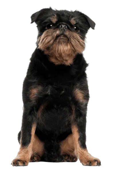 Griffon Bruxellois