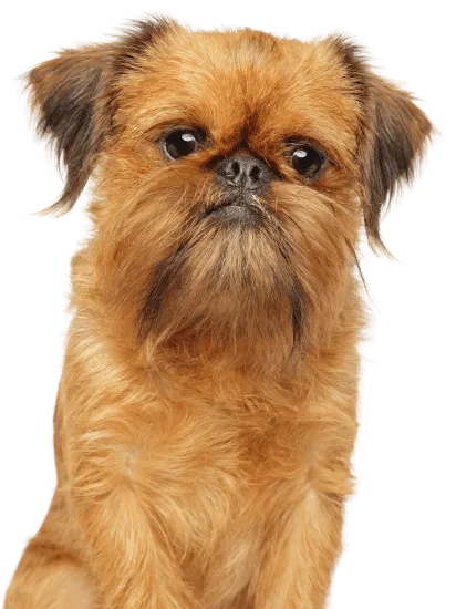 Bild für Griffon Bruxellois