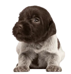 Griffon d’arrêt à poil dur – Korthals