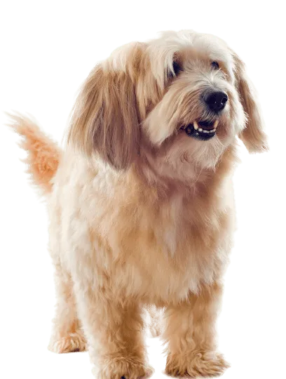 Griffon Fauve de Bretagne
