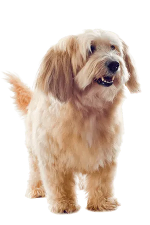 Griffon Fauve de Bretagne