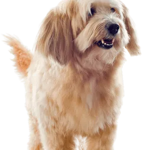 Griffon Fauve de Bretagne