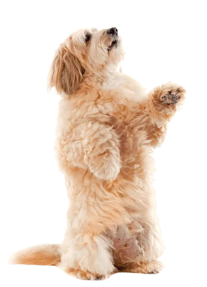 Griffon Fauve de Bretagne
