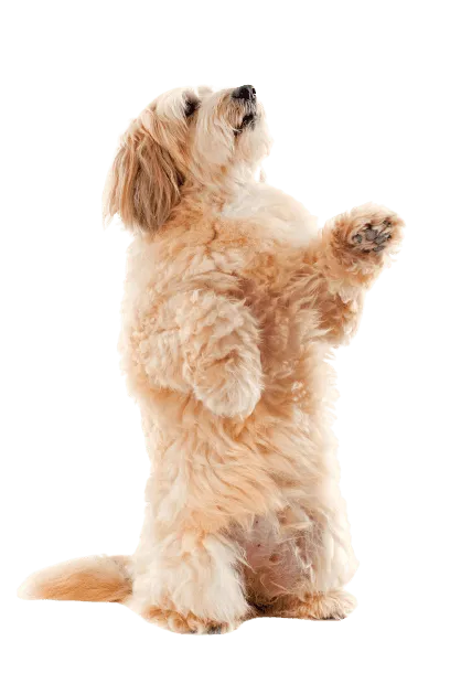 Griffon Fauve de Bretagne