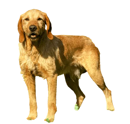 Griffon Fauve de Bretagne