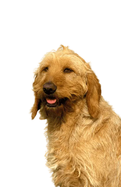 Griffon Fauve de Bretagne Bild
