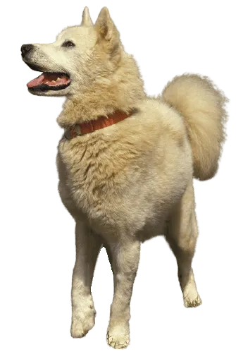 Bild für Grönlandhund