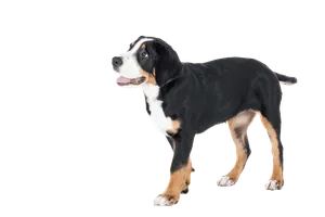 Grosser-Schweizer-Sennenhund-6