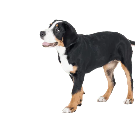 Grosser-Schweizer-Sennenhund-6