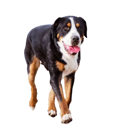 Grosser-Schweizer-Sennenhund-5