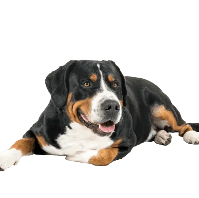 Grosser-Schweizer-Sennenhund-3