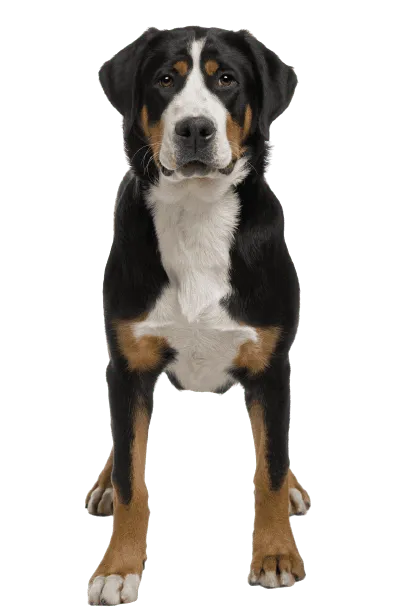 Grosser-Schweizer-Sennenhund-4