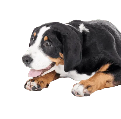 Grosser-Schweizer-Sennenhund-2