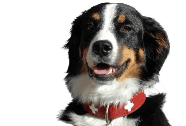 Grosser Schweizer Sennenhund Bild