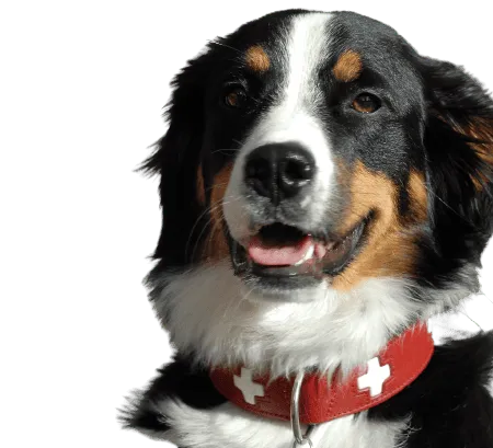 Bild für Grosser Schweizer Sennenhund