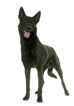 Hollandse-Herdershond-4