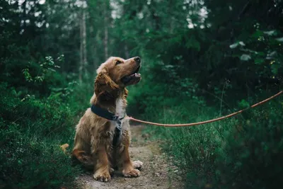 Hundeversicherung