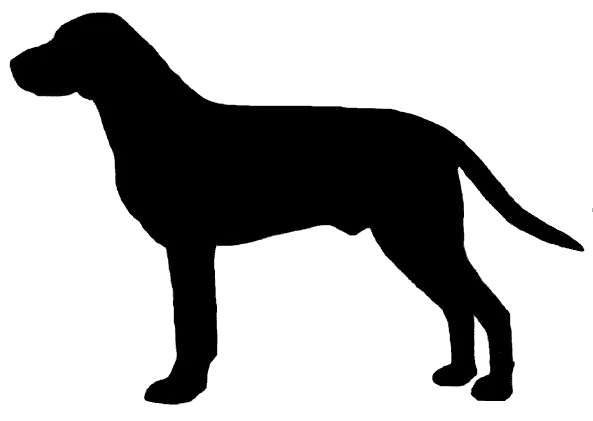 Hygenhund Bild