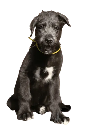 Irischer Wolfshund