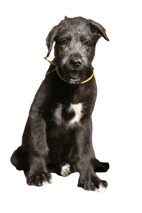 Irischer Wolfshund