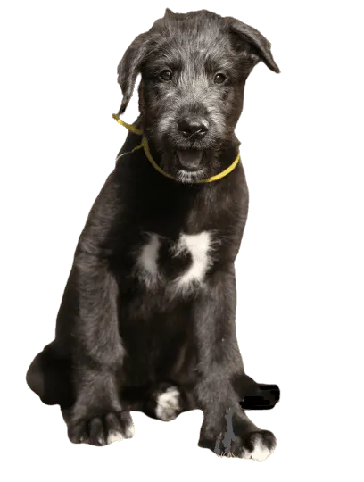 Irischer Wolfshund