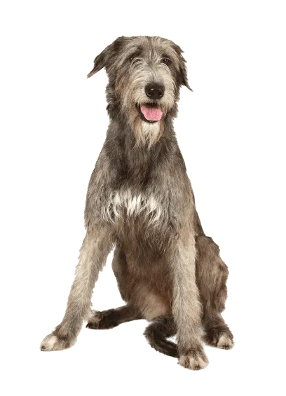 Irischer Wolfshund