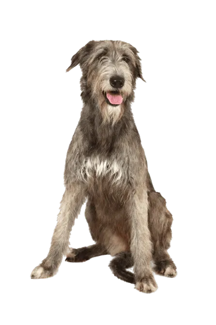 Irischer Wolfshund