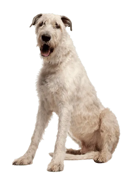 Irischer Wolfshund