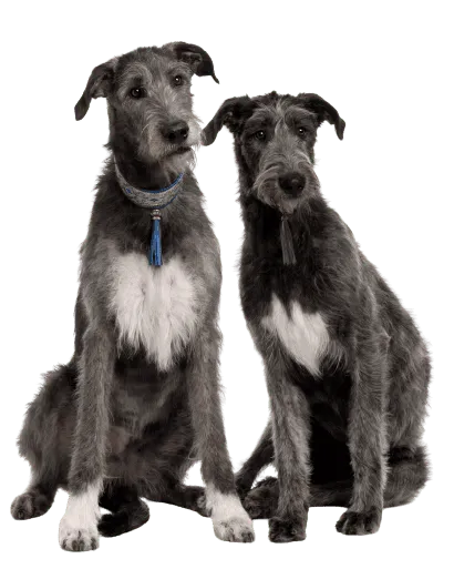 Irischer Wolfshund