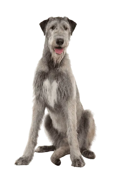 Irischer Wolfshund