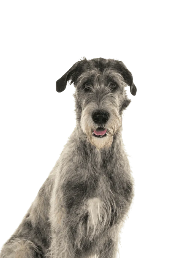 Irischer Wolfshund Bild