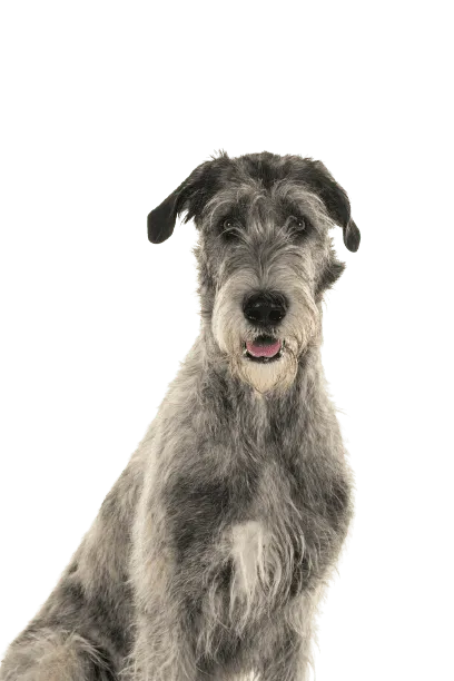 Irischer Wolfshund Bild