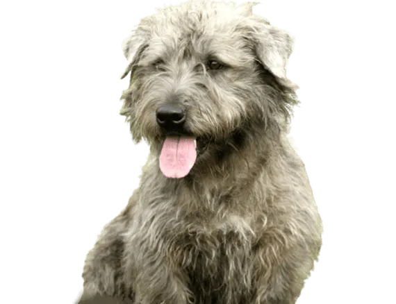 Irish Glen of Imaal Terrier Bild