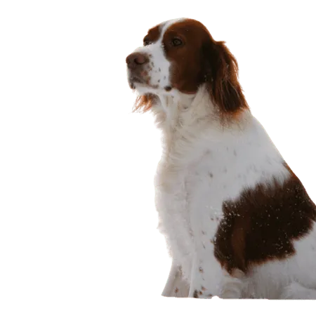 Bild für Irish Red and White Setter