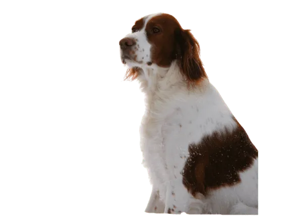 Irish Red and White Setter Bild