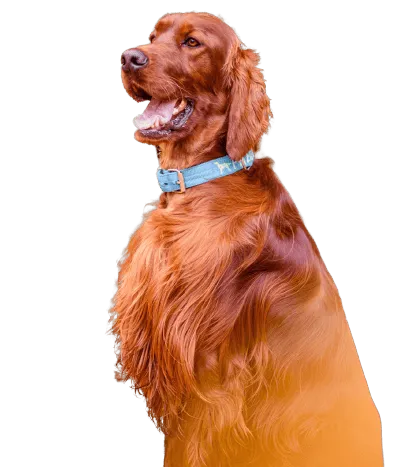Bild für Irish Red Setter